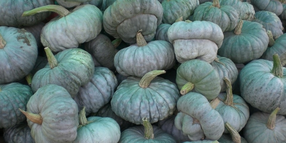 Vendita Zucca Piacentina