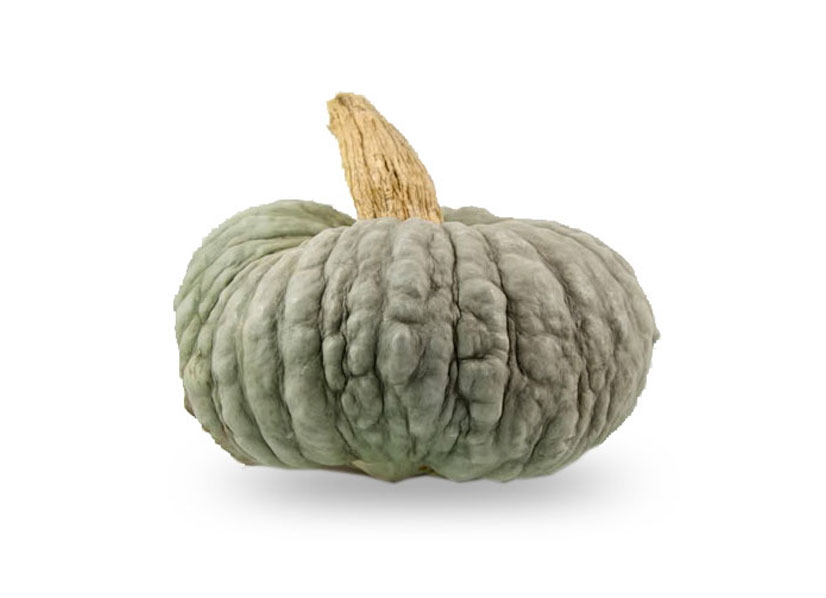 Vendita Zucca Piacentina