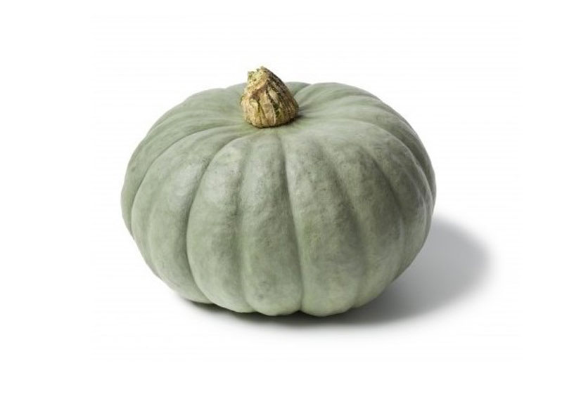 Vendita Zucca Piacentina